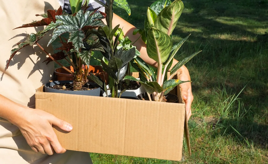 Plants moving out