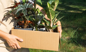Plants moving out