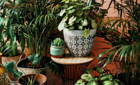 Plants balcony
