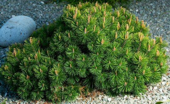 Mountain pine