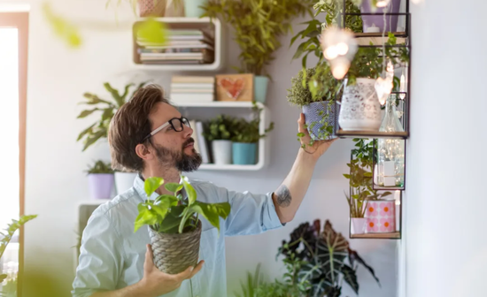 Real or fake plants