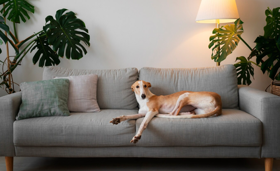 Dog sofa