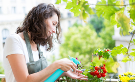 Woman watering tomatoes