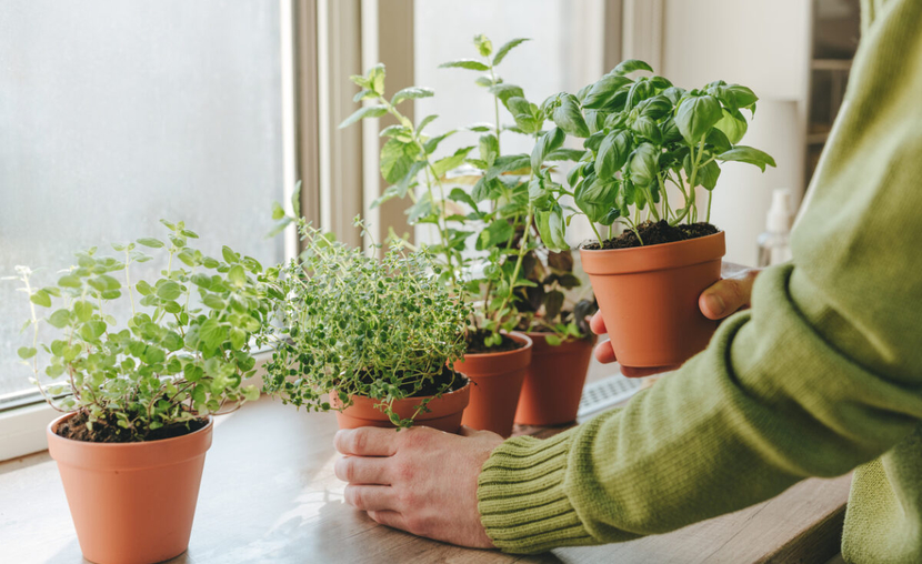 Aromatic plants