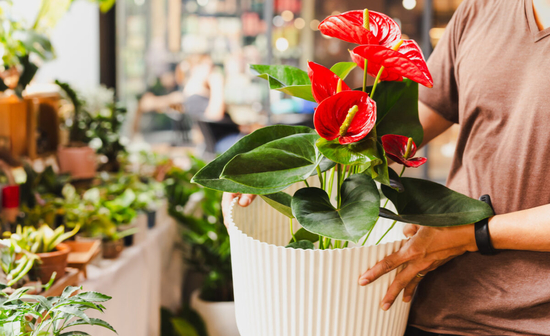 Red flowers