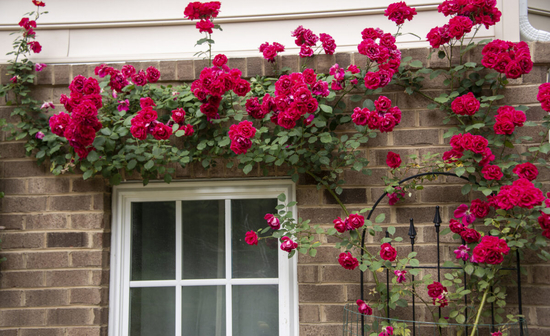 Roses