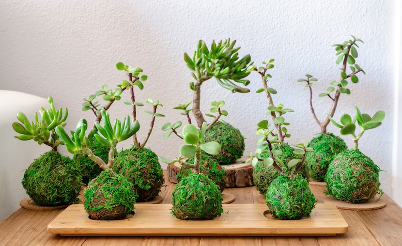 Kokedama
