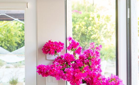 Bougainvillea
