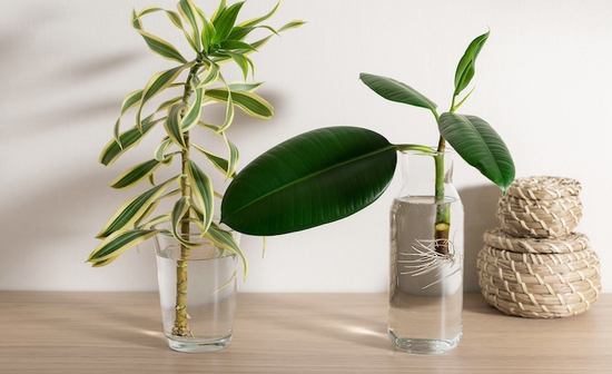 Mosxeymata neroy fyta