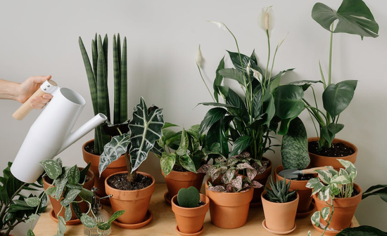 Fyta esoterikoy choroy