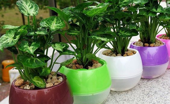 Aytomato potisma