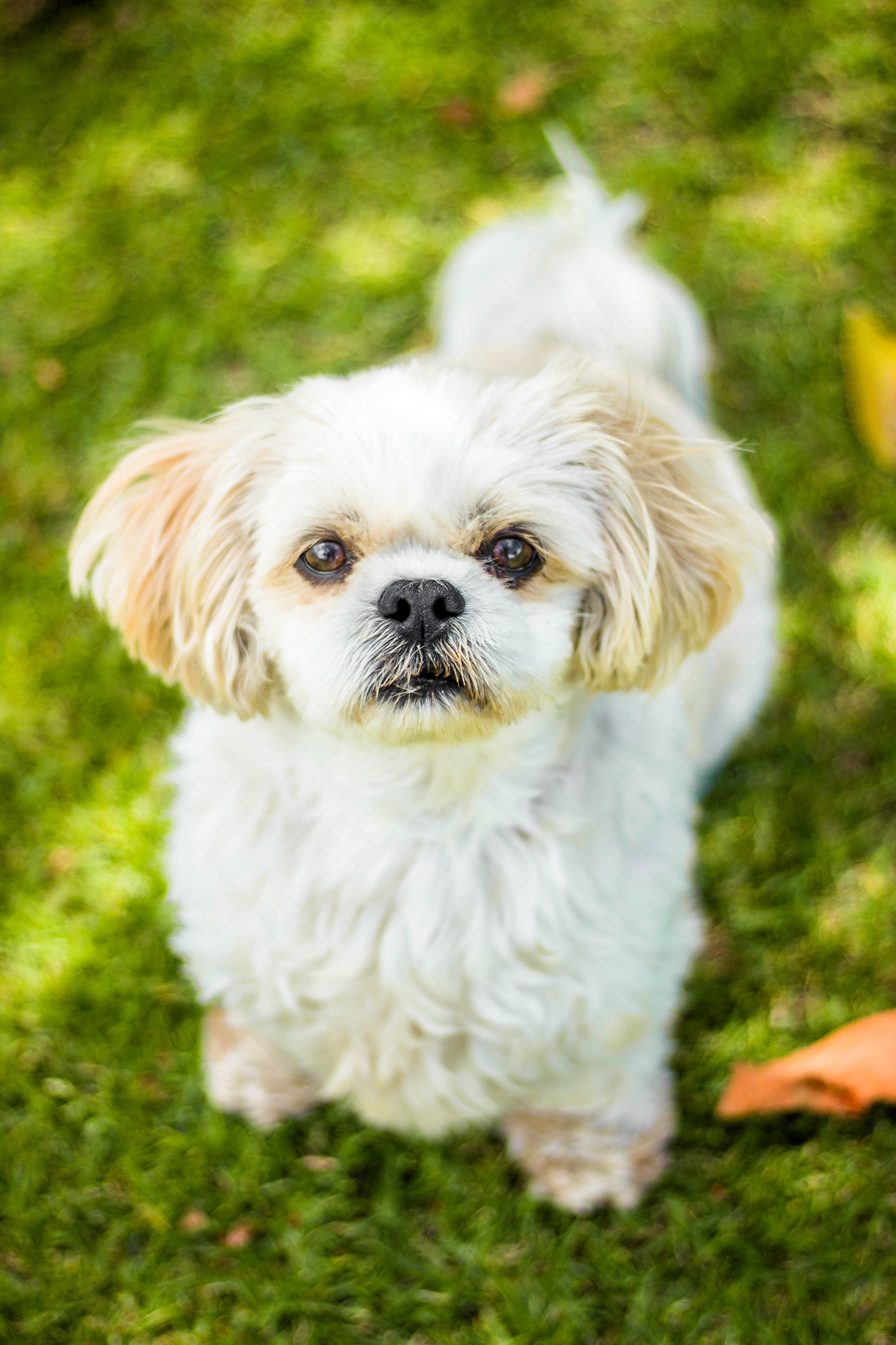 Maltese