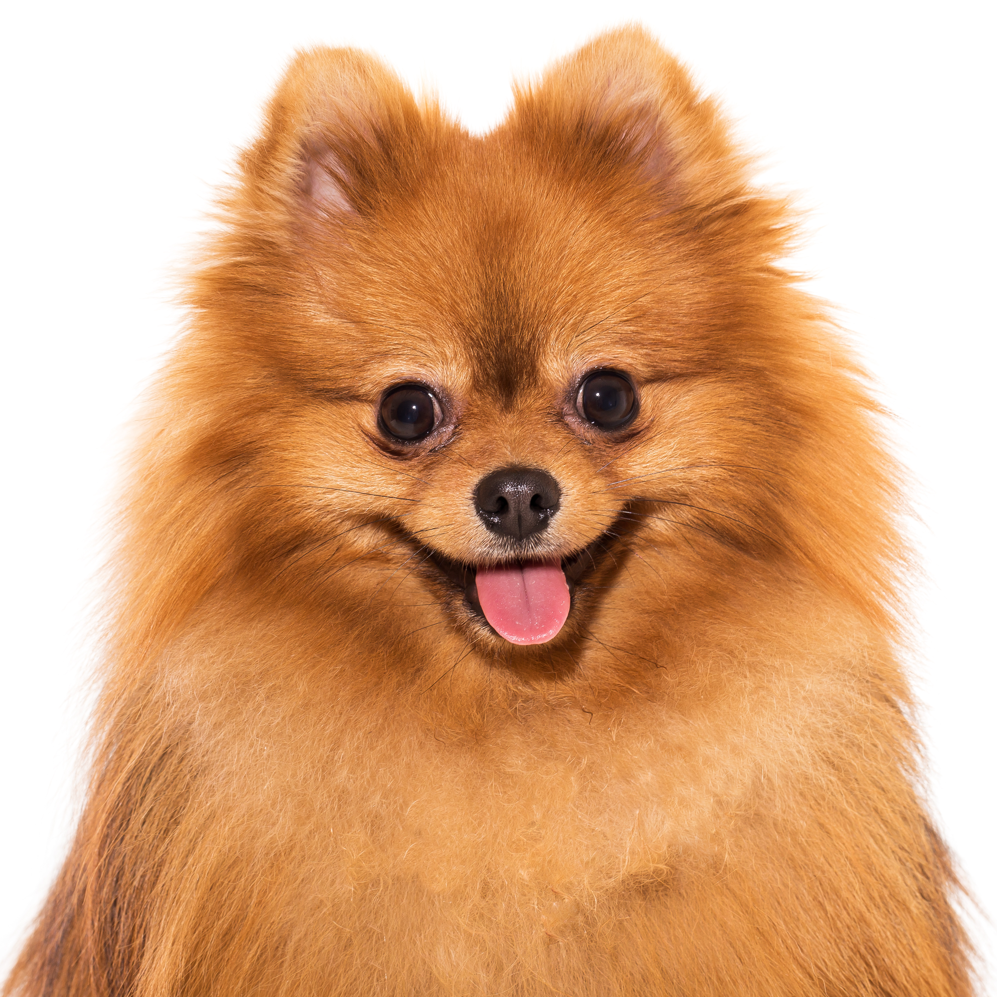 German Spitz