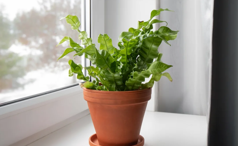 Asplenium