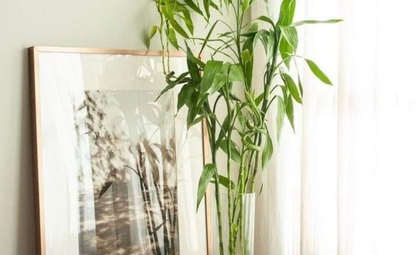Bamboo