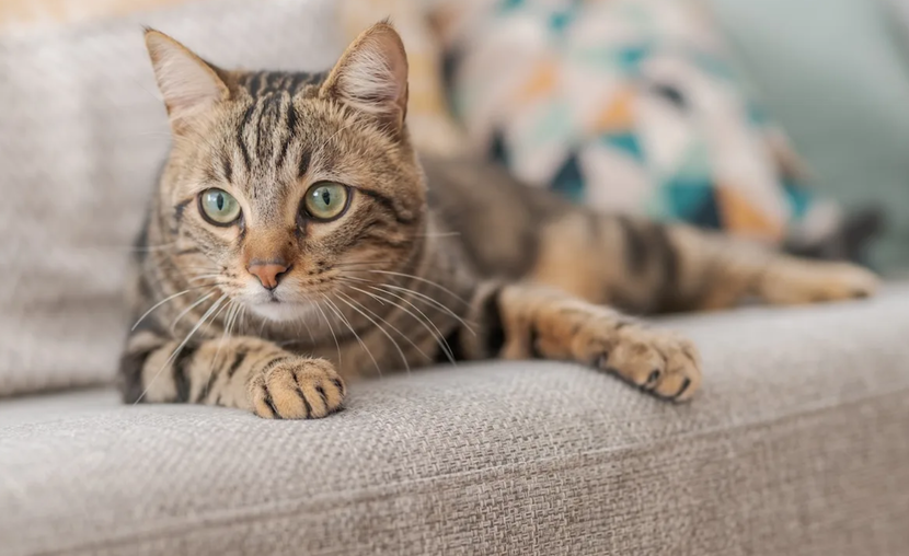 Cat home