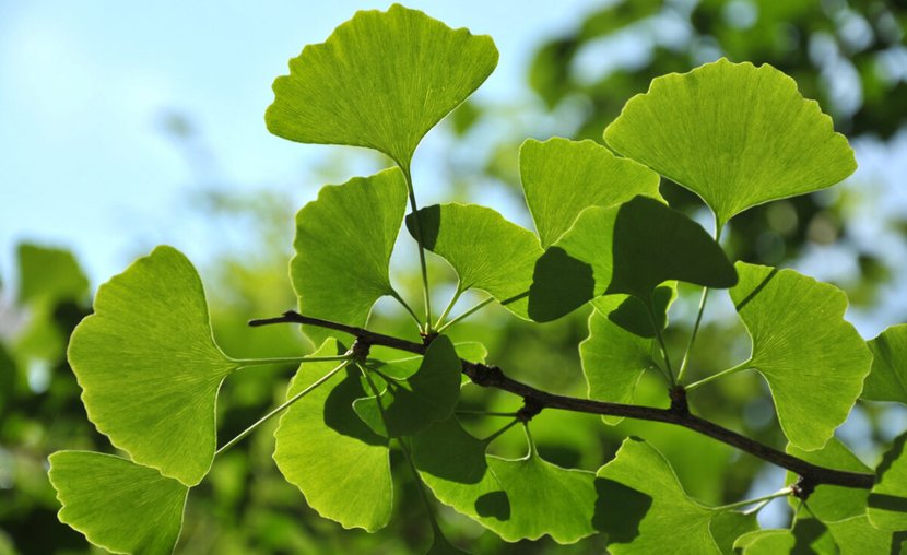 Gingo biloba