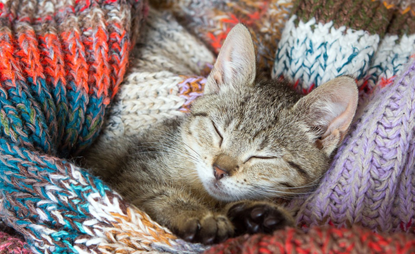 Kitten in woolen clothes
