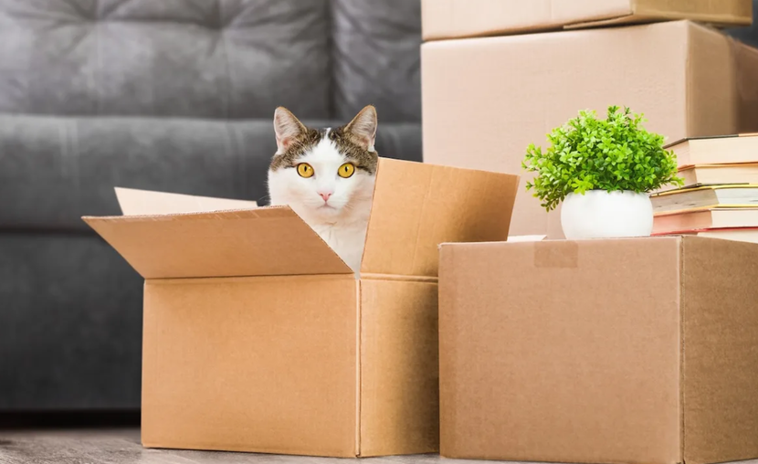 Metakomisi katoikidia