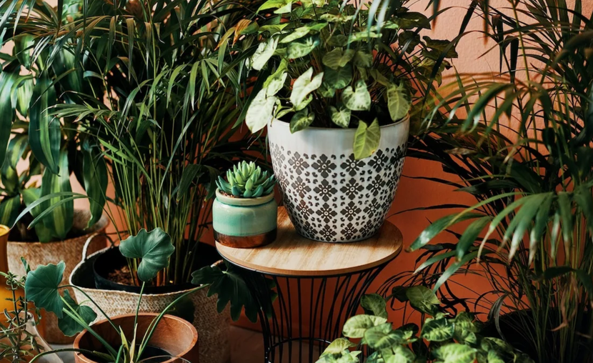 Plants balcony
