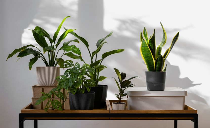 Plants home