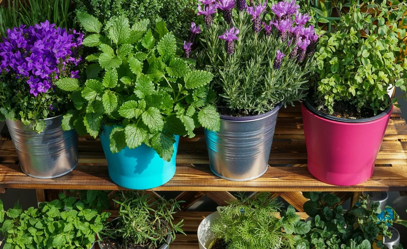 Plants mosquitos