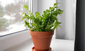 Asplenium