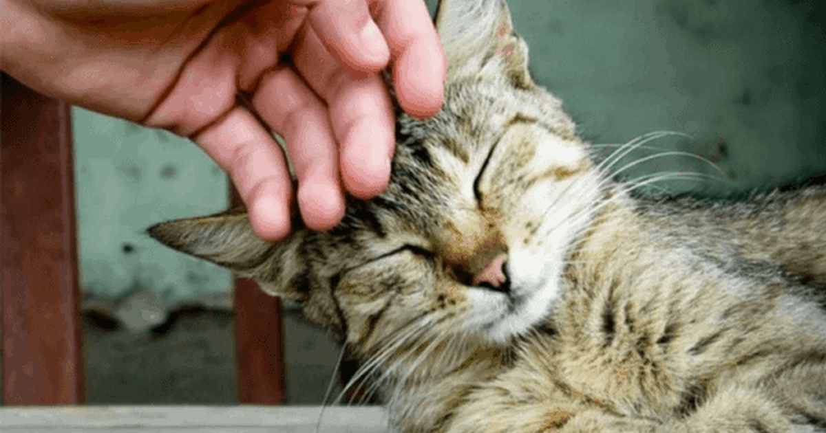 Πώς οι γάτες βοηθούν στην υγεία σου | Spitogatos Blog