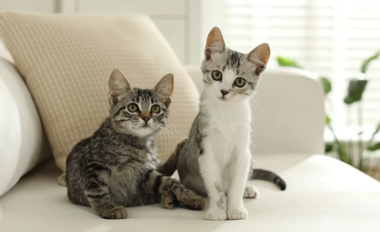 2 cats home