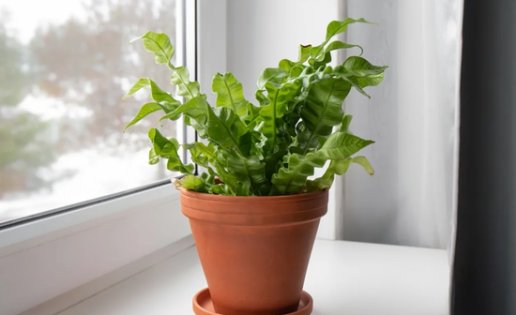 Asplenium