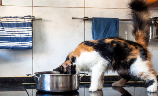 Induction cooktop cat