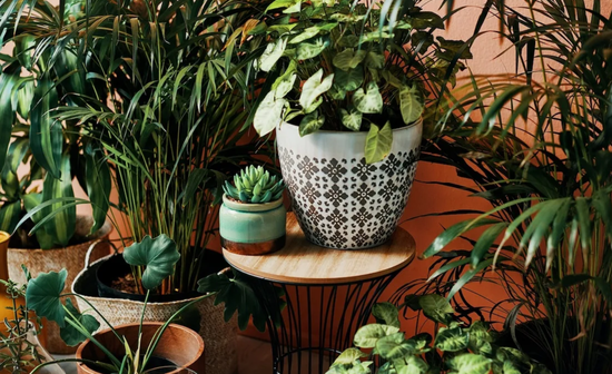 Plants balcony