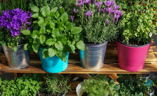 Plants mosquitos