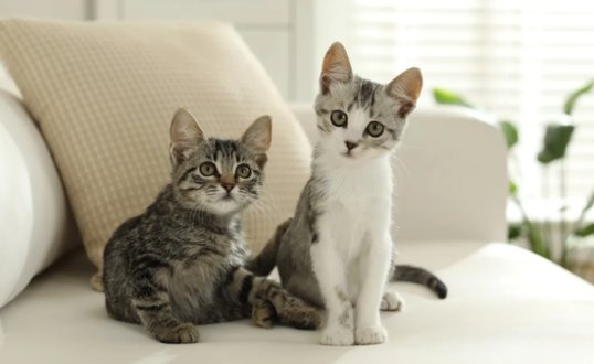 2 cats home