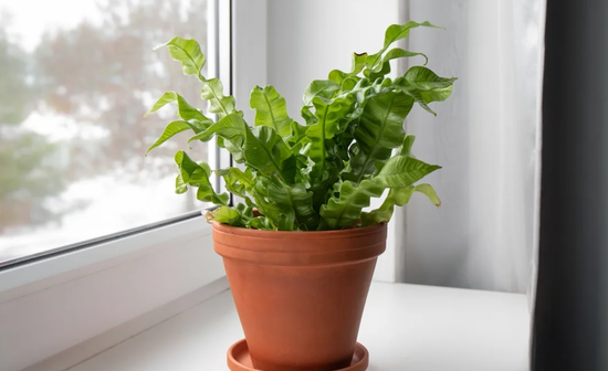 Asplenium