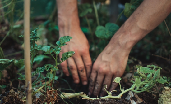 Anoiksi kipos ergasies
