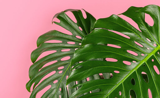 Monstera