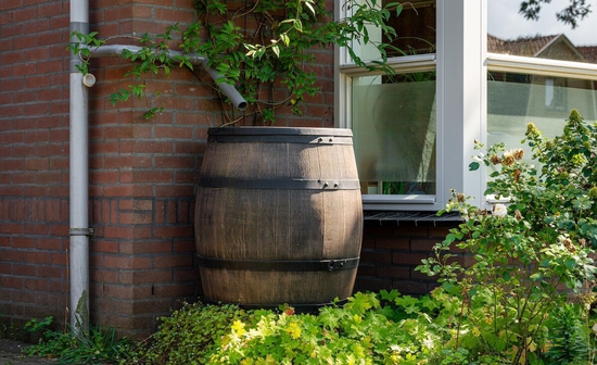 Syllogi vroxino nero