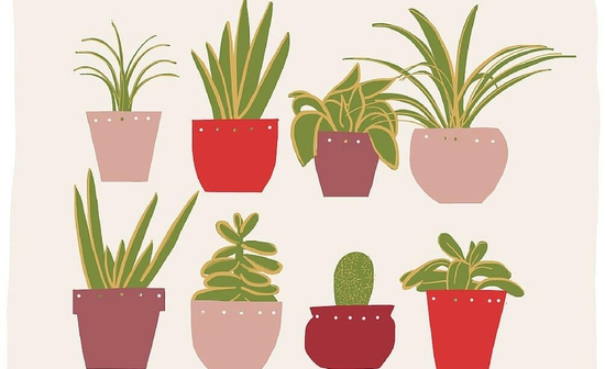 Φυτά για σπιτι