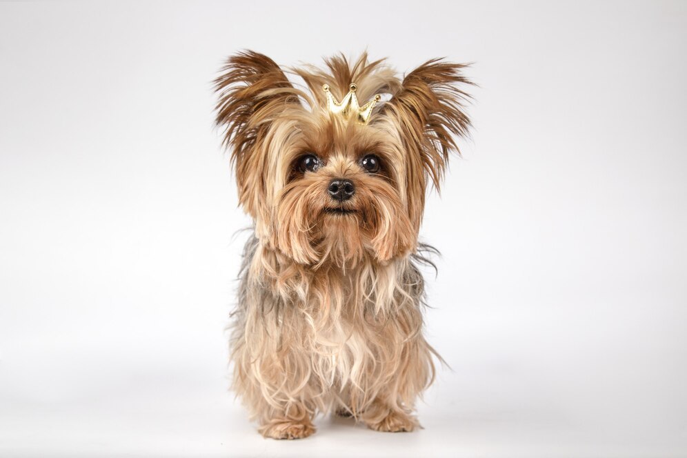 Yorkshire terrier