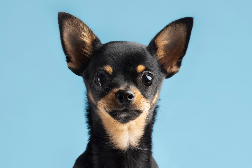 Chihuahua