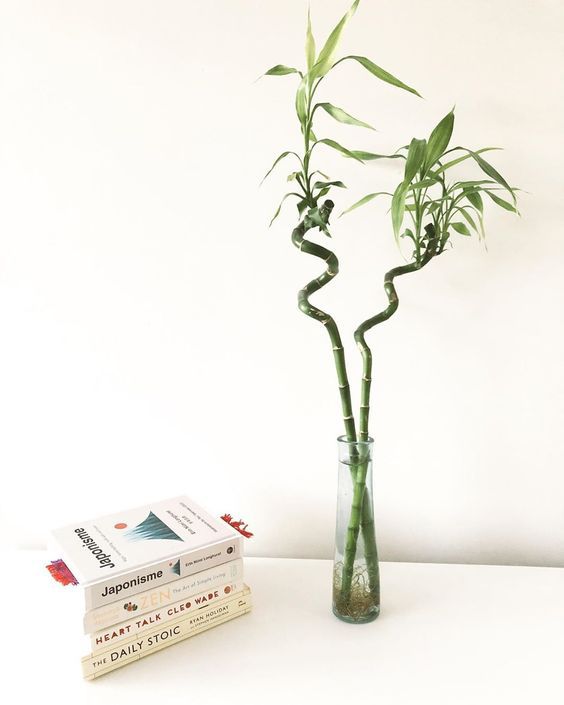 Lucky Bamboo