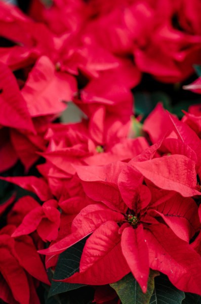 Αλεξανδρινό