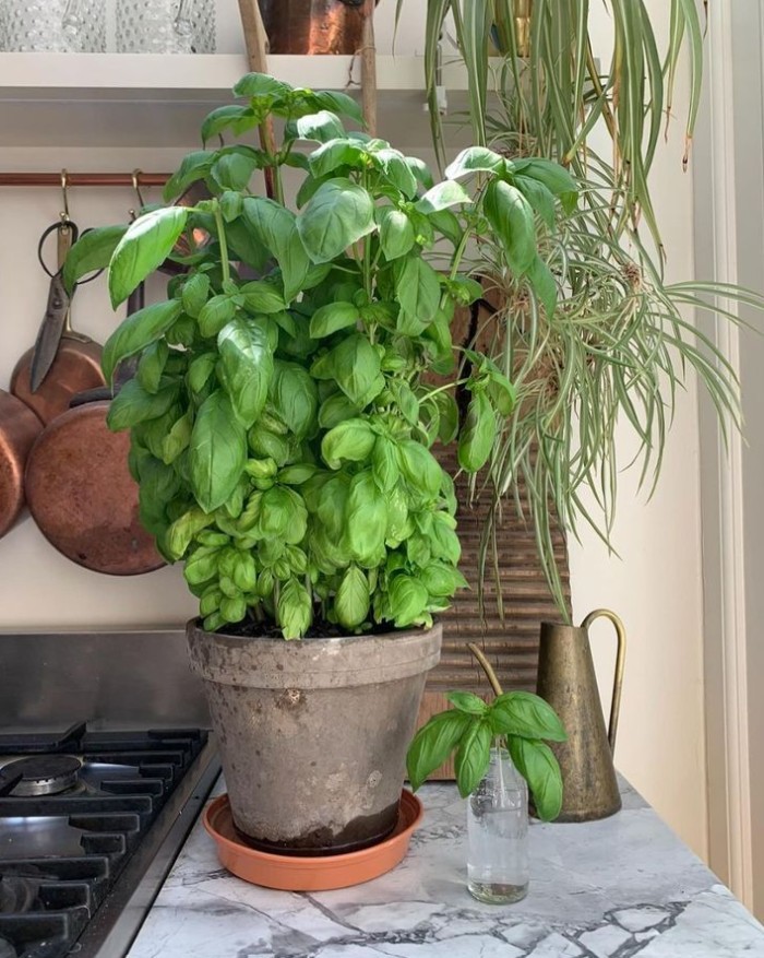 αρωματικό φυτό σε γλάστρα μπροστά