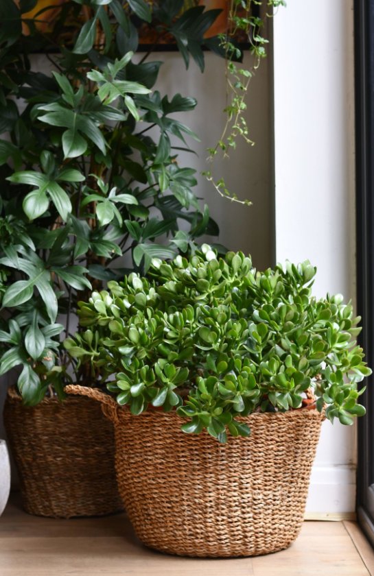 svg+xml;charset=utf-8,%3Csvg%20xmlns%3D%27http%3A%2F%2Fwww.w3