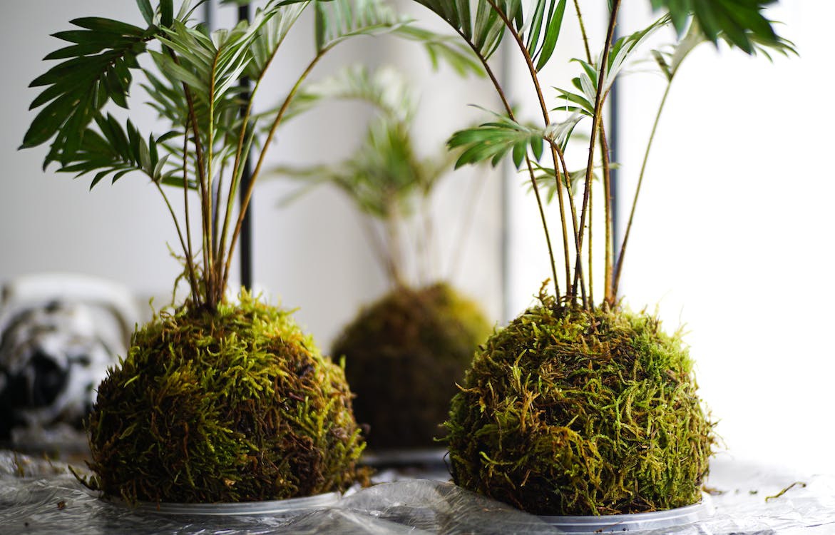 Kokedama