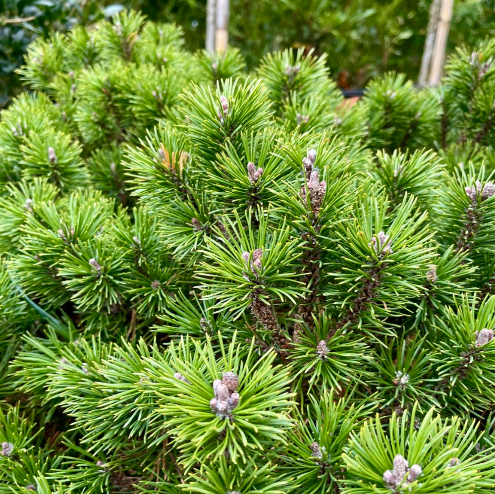 svg+xml;charset=utf-8,%3Csvg%20xmlns%3D%27http%3A%2F%2Fwww.w3