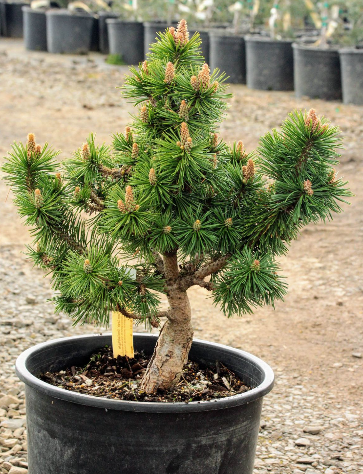 svg+xml;charset=utf-8,%3Csvg%20xmlns%3D%27http%3A%2F%2Fwww.w3