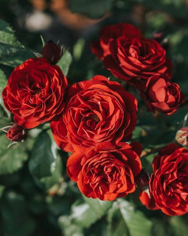 Κόκκινα τριαντάφυλλα