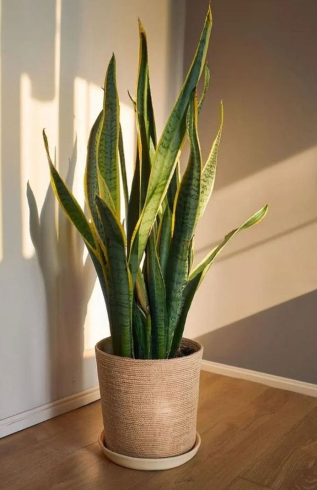 Sansevieria